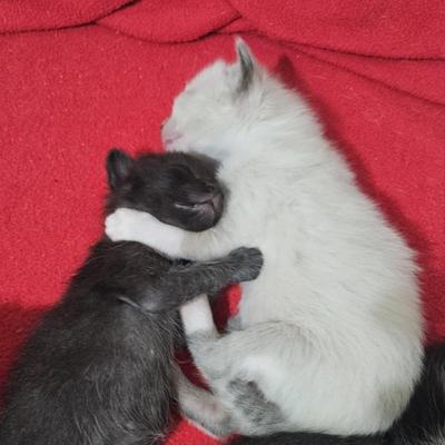 sondra@masto.donte.com.br