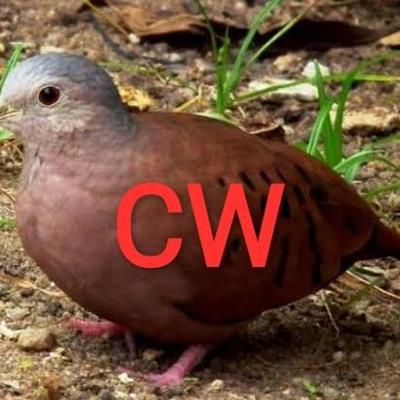 umbu@masto.donte.com.br