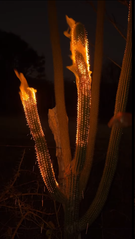 Foto colorida de um facheiro, planta cactácea espinhosa ramificada em vários "braços", pegando fogo num ambiente escuro. Não repita isso em casa.